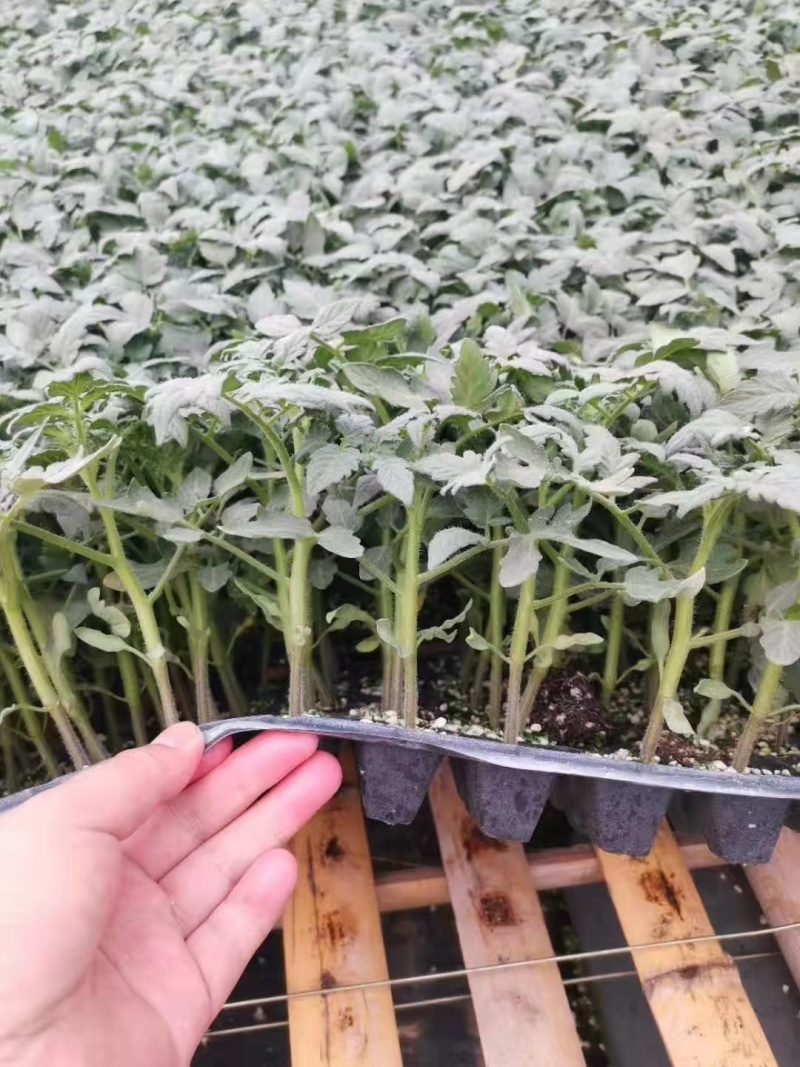 西红柿苗番茄苗硬粉西红柿苗大红西红柿苗苗场直供