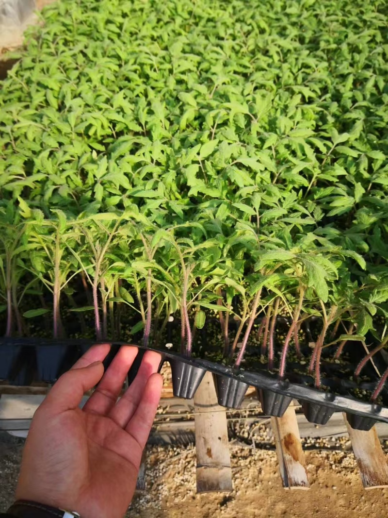 西红柿苗番茄苗硬粉西红柿苗大红西红柿苗苗场直供