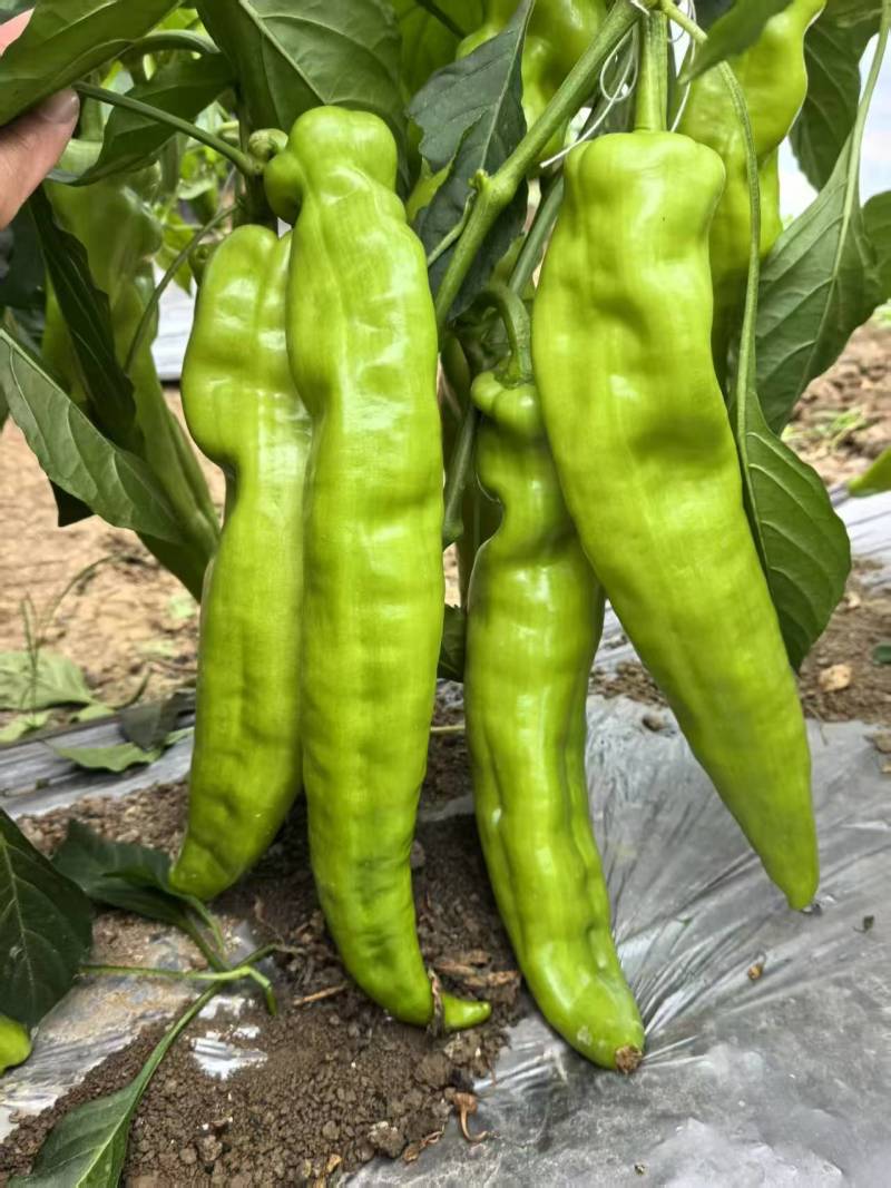 辣椒苗黄皮尖椒苗绿皮尖椒苗线椒苗螺丝椒苗大量发