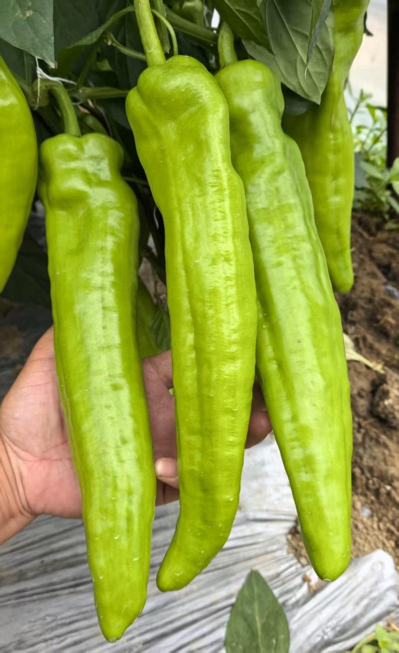 辣椒苗黄皮尖椒苗绿皮尖椒苗线椒苗螺丝椒苗大量发
