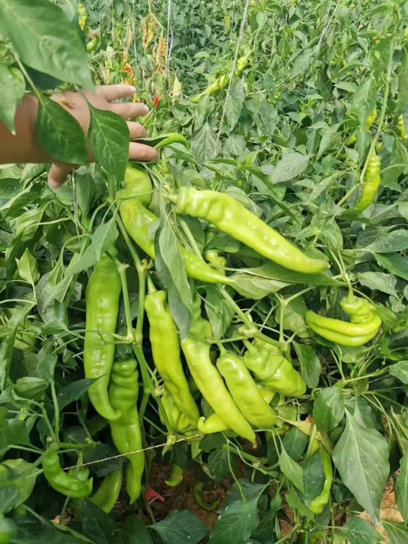 辣椒苗黄皮尖椒苗绿皮尖椒苗线椒苗螺丝椒苗大量发