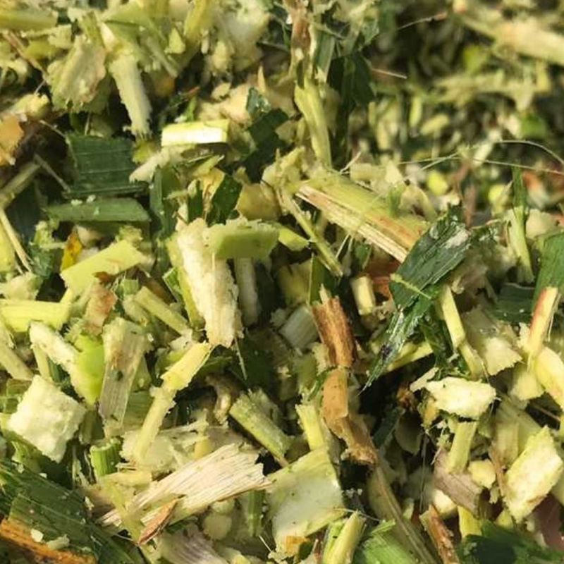 青储玉米秸秆，整颗，破碎都可以，上百亩基地，欢迎咨询联系
