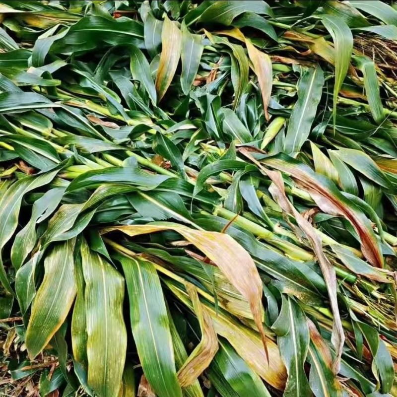 青储玉米秸秆，整颗，破碎都可以，上百亩基地，欢迎咨询联系