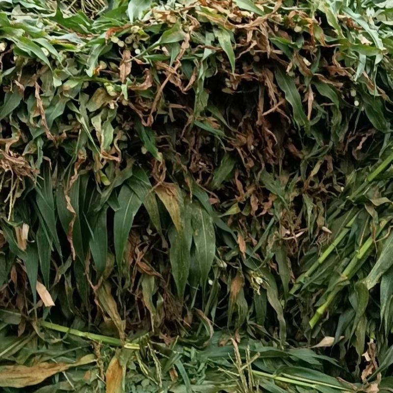 青储玉米秸秆，整颗，破碎都可以，上百亩基地，欢迎咨询联系