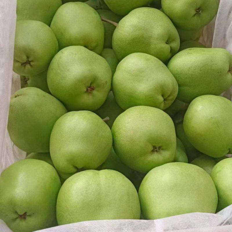 陕西精品早酥梨表皮干净无擦伤疤痕口感酥脆货量大耐运输入口