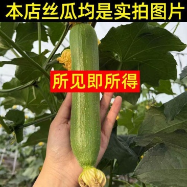 江苏南通油皮丝瓜，本地丝瓜，现摘现发，大量有货