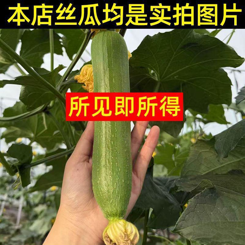 江苏南通油皮丝瓜，本地丝瓜，现摘现发，大量有货