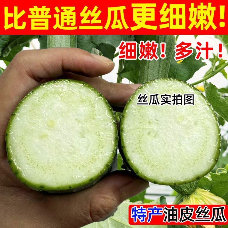 江苏南通油皮丝瓜，本地丝瓜，现摘现发，大量有货