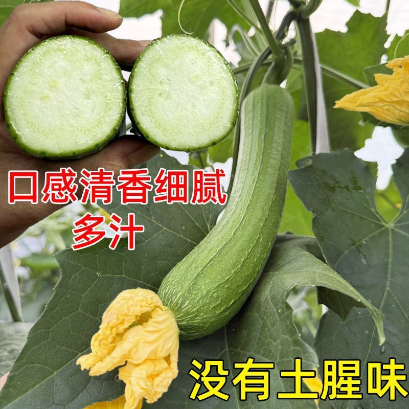江苏南通油皮丝瓜，本地丝瓜，现摘现发，大量有货