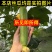 江苏南通油皮丝瓜，本地丝瓜，现摘现发，大量有货