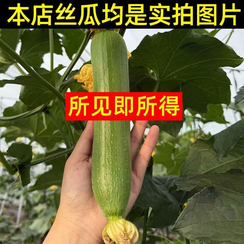 江苏南通油皮丝瓜，本地丝瓜，现摘现发，大量有货