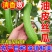 江苏南通油皮丝瓜，本地丝瓜，现摘现发，大量有货