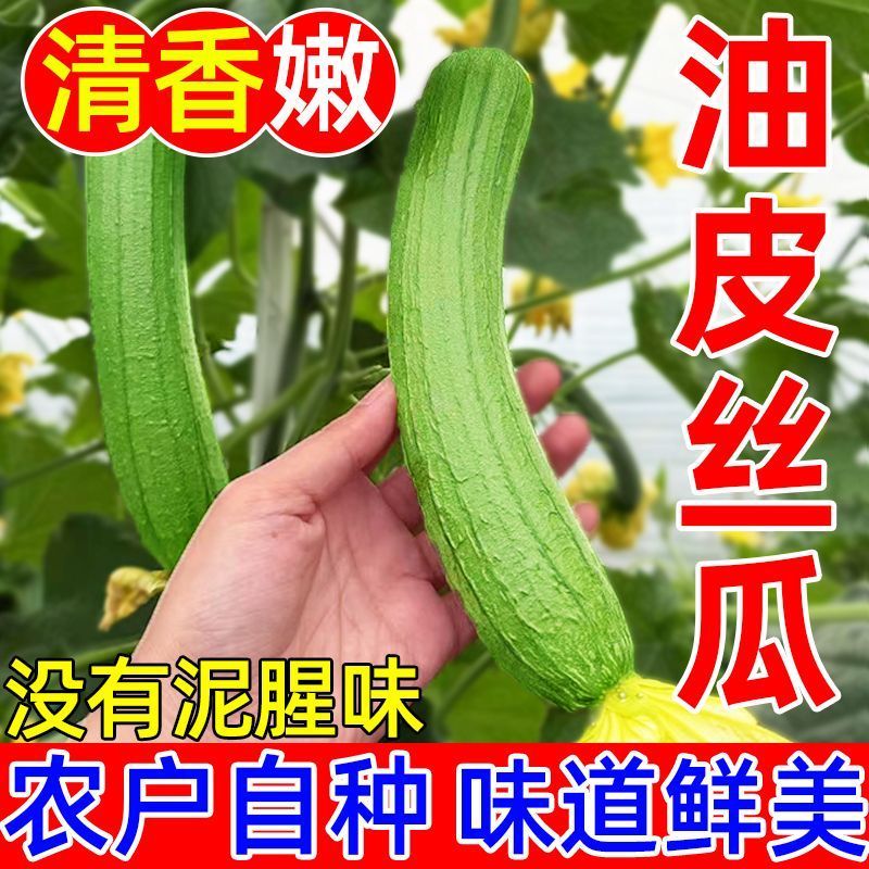 江苏南通油皮丝瓜，本地丝瓜，现摘现发，大量有货