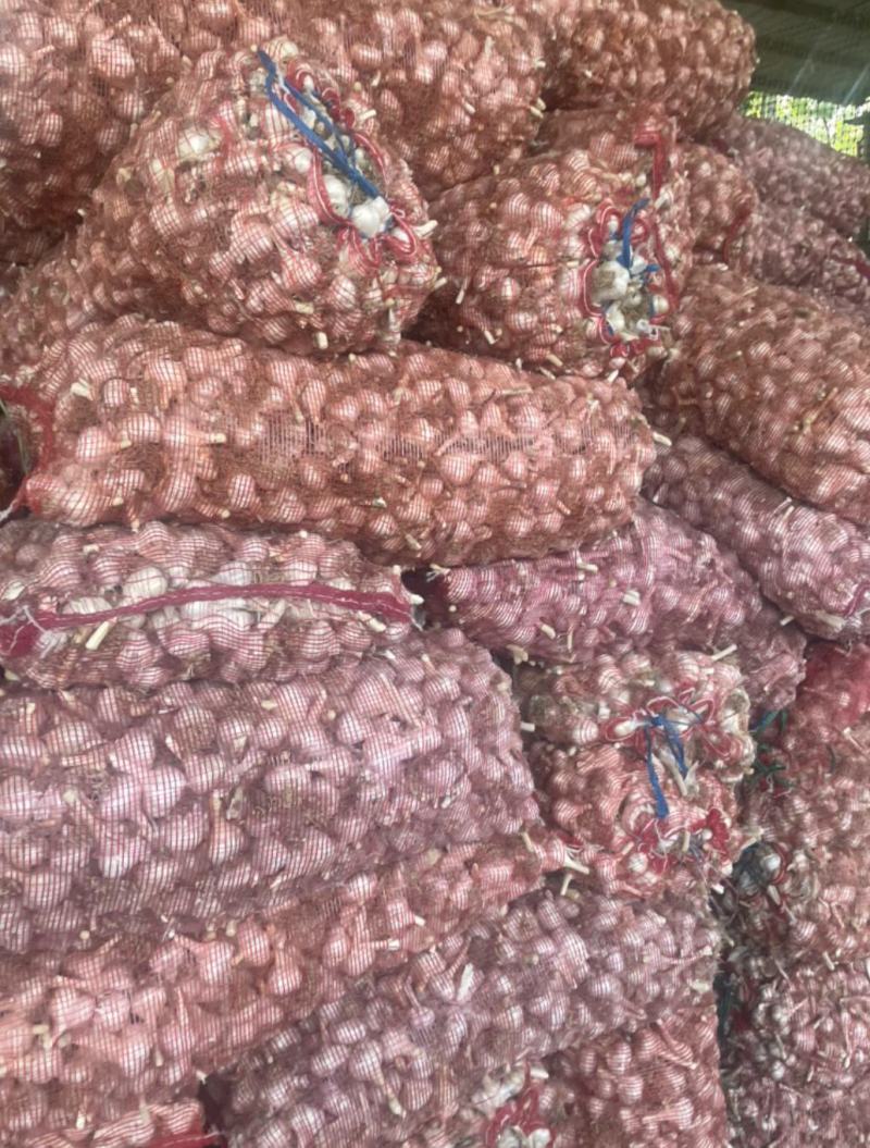 济南市商河县白桥大青稞大量上市，产地直发，品质保证