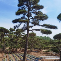 造型松造型油松，造型黑松，造型松，景观松，景松，迎客松