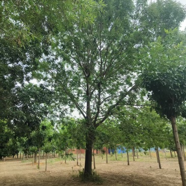 白蜡基地直供可视频看货欢迎来电咨询