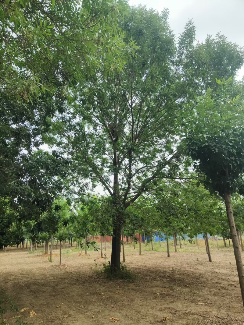 白蜡基地直供可视频看货欢迎来电咨询