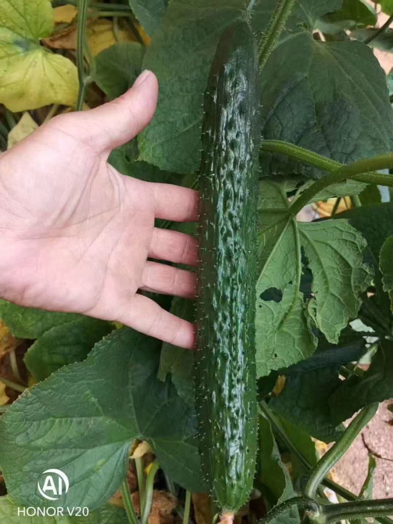黄瓜苗密刺黄瓜苗短把绿肉嫁接黄瓜苗苗场直发