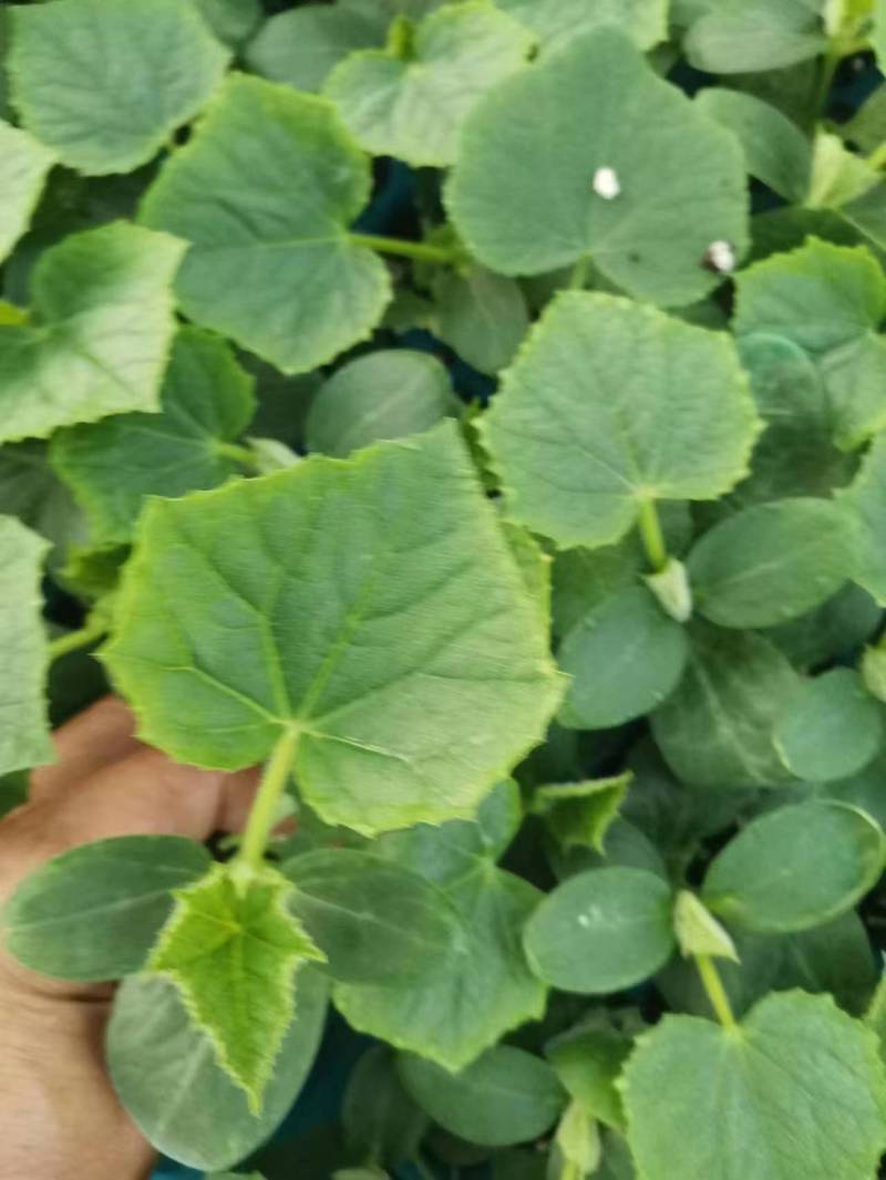 黄瓜苗密刺黄瓜苗短把绿肉嫁接黄瓜苗苗场直发