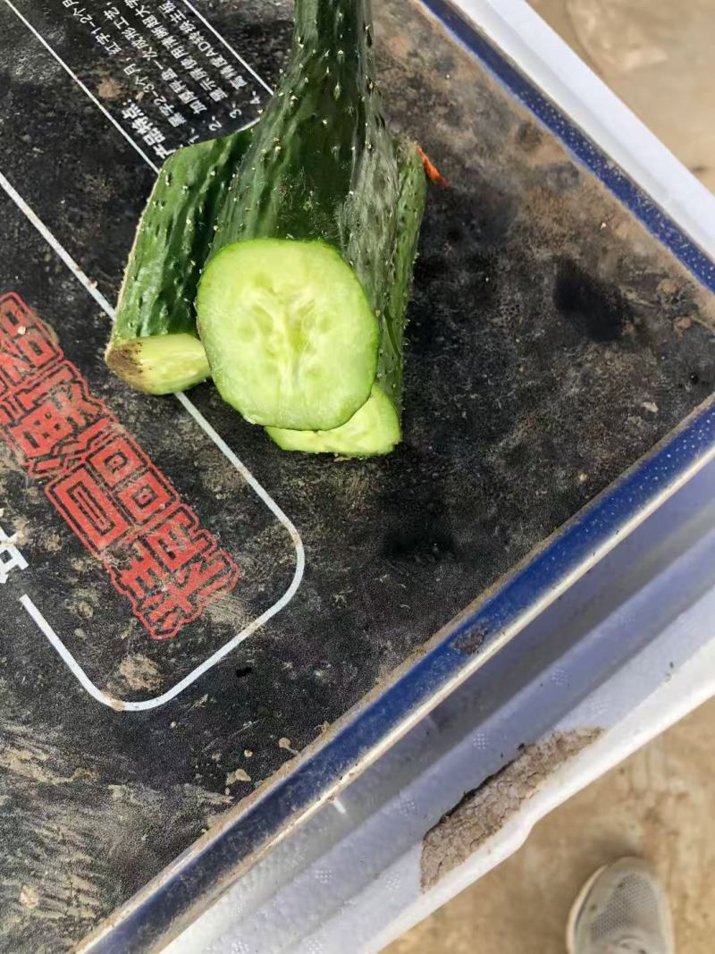 黄瓜苗密刺黄瓜苗短把绿肉嫁接黄瓜苗苗场直发