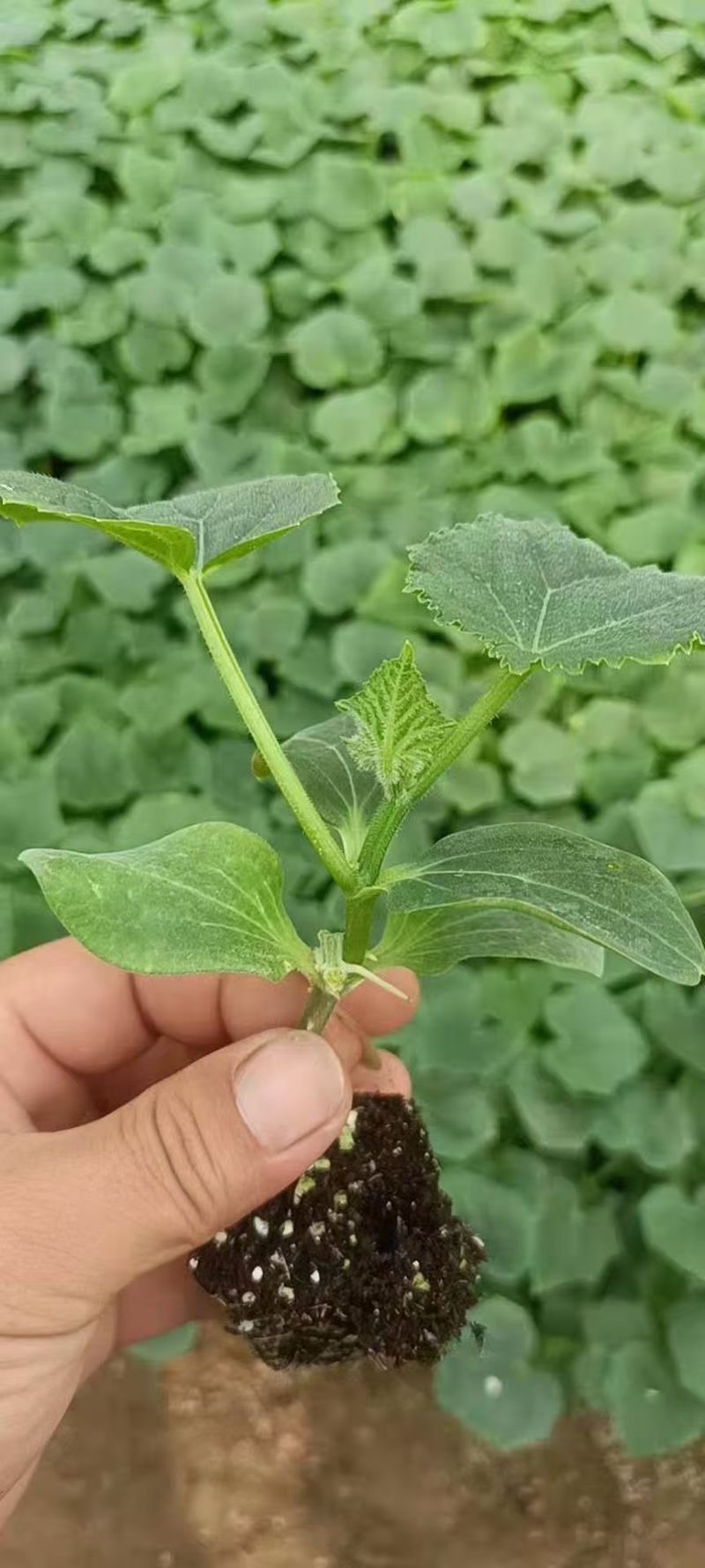 黄瓜苗密刺黄瓜苗短把绿肉嫁接黄瓜苗苗场直发