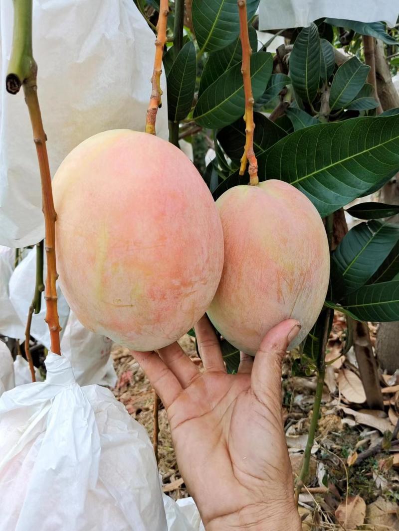 （凯特芒）攀枝花原产地货源市场供品质货代办走量
