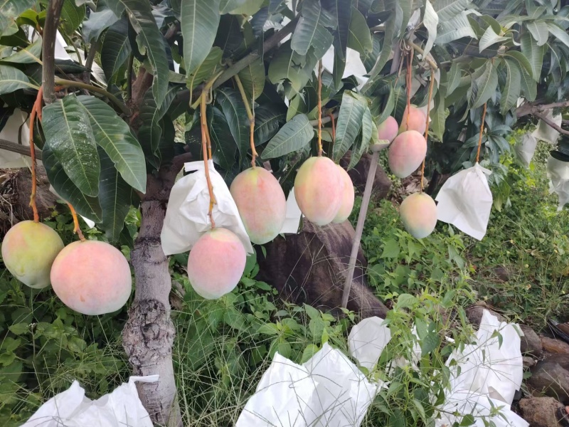 （凯特芒）攀枝花原产地货源市场供品质货代办走量
