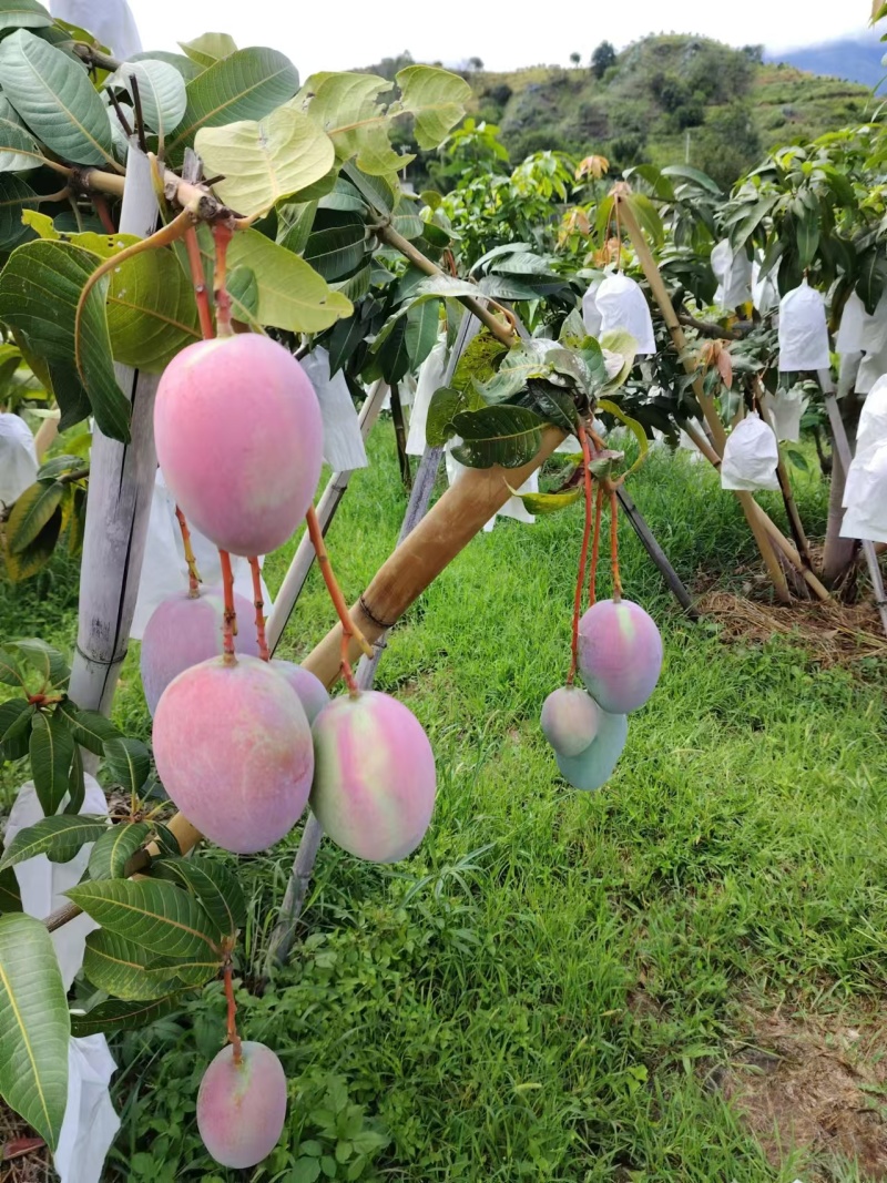 （凯特芒）攀枝花原产地货源市场供品质货代办走量