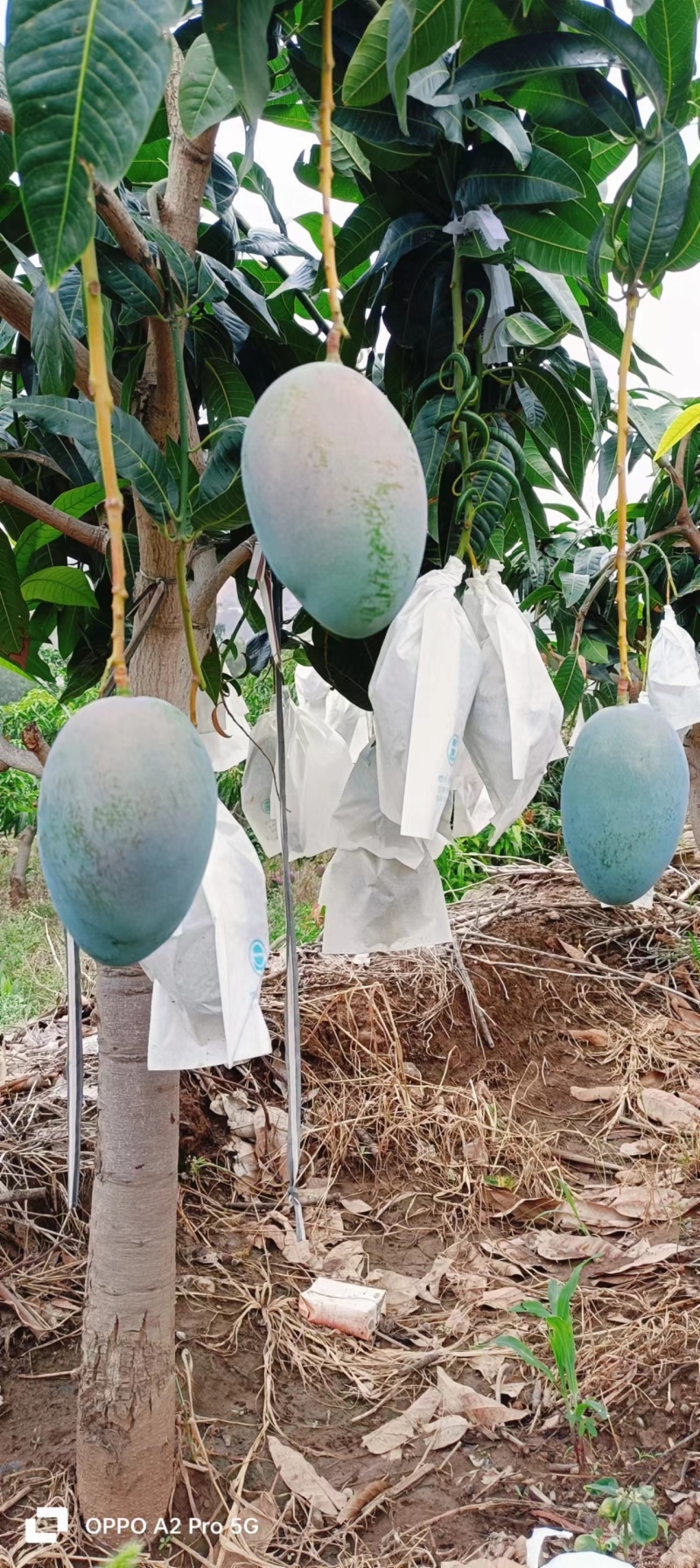 （凯特芒）攀枝花原产地货源市场供品质货代办走量
