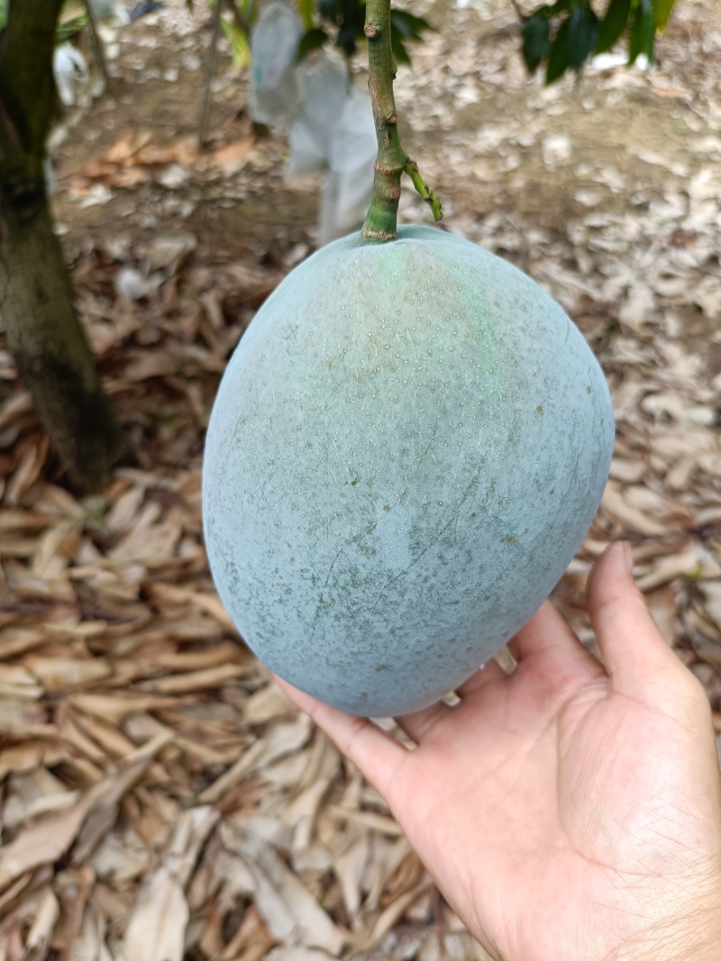 （凯特芒）攀枝花原产地货源市场供品质货代办走量
