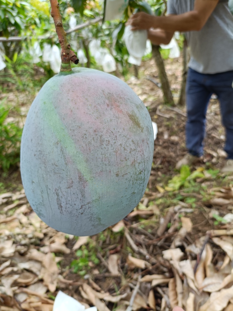 （凯特芒）攀枝花原产地货源市场供品质货代办走量