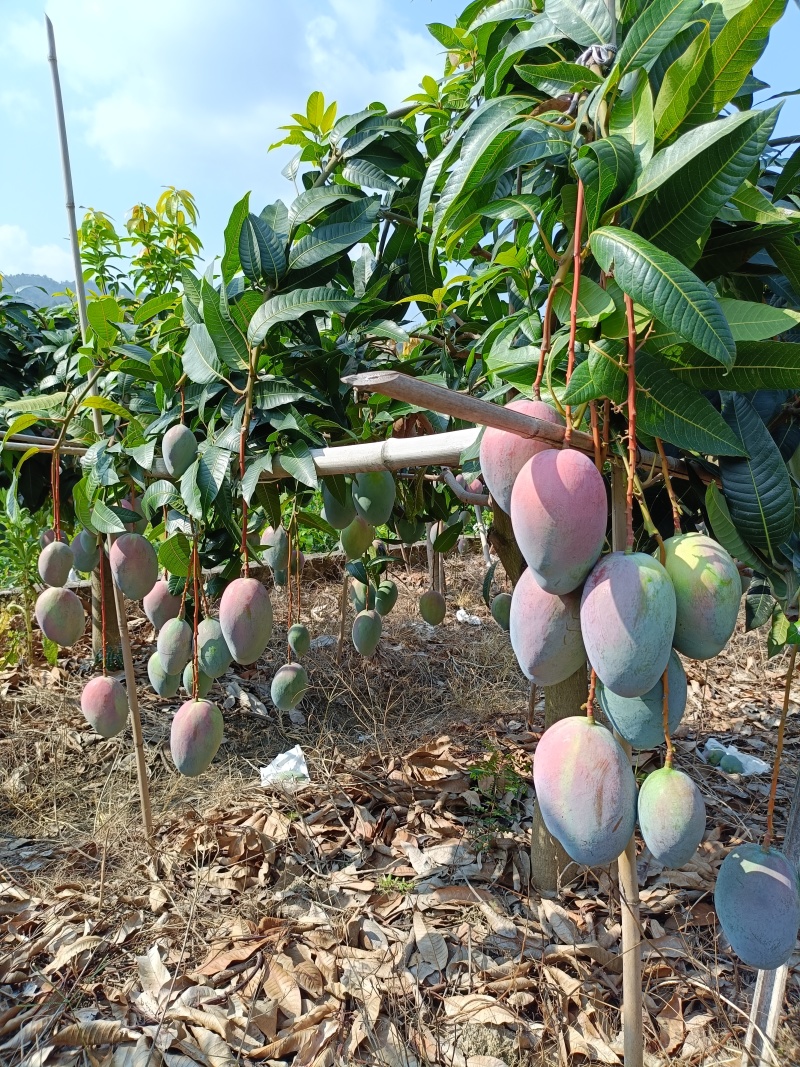 （凯特芒）攀枝花原产地货源市场供品质货代办走量