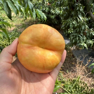 蟠五