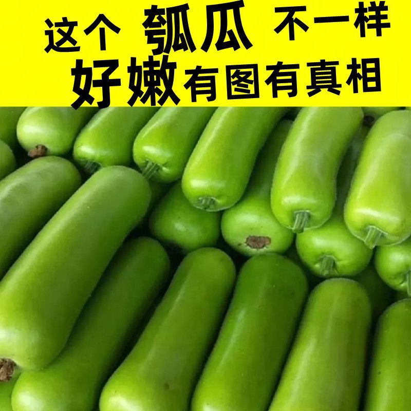 江苏南通新鲜瓠子夜开花，大量有货，当天发货，当天采摘