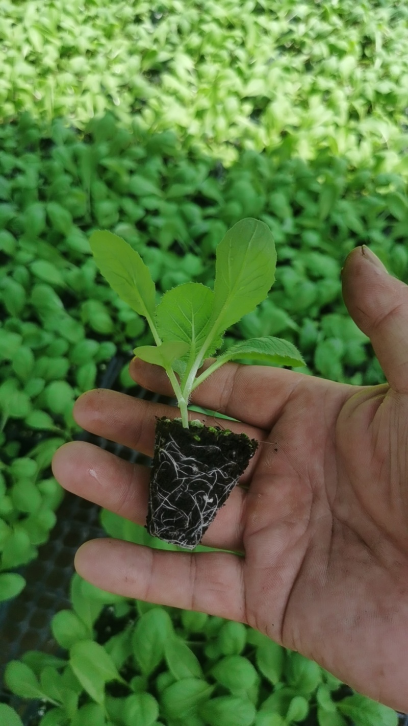 白菜苗基质育苗黄心白菜苗穴盘苗现苗直发