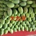广西精品芒果大量上市、一手货源、产地批发直供、质量保证