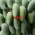广西精品芒果大量上市、一手货源、产地批发直供、质量保证