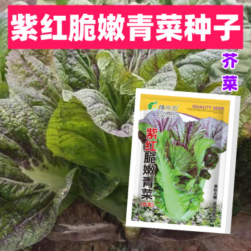 紫红脆嫩青菜种子芥菜耐热耐寒早熟夏秋蔬菜种子