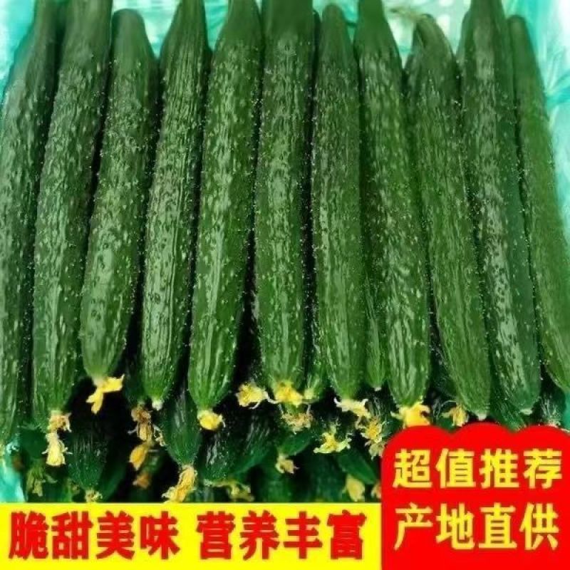 密刺黄瓜，顶花现货，当天采摘，当天发货