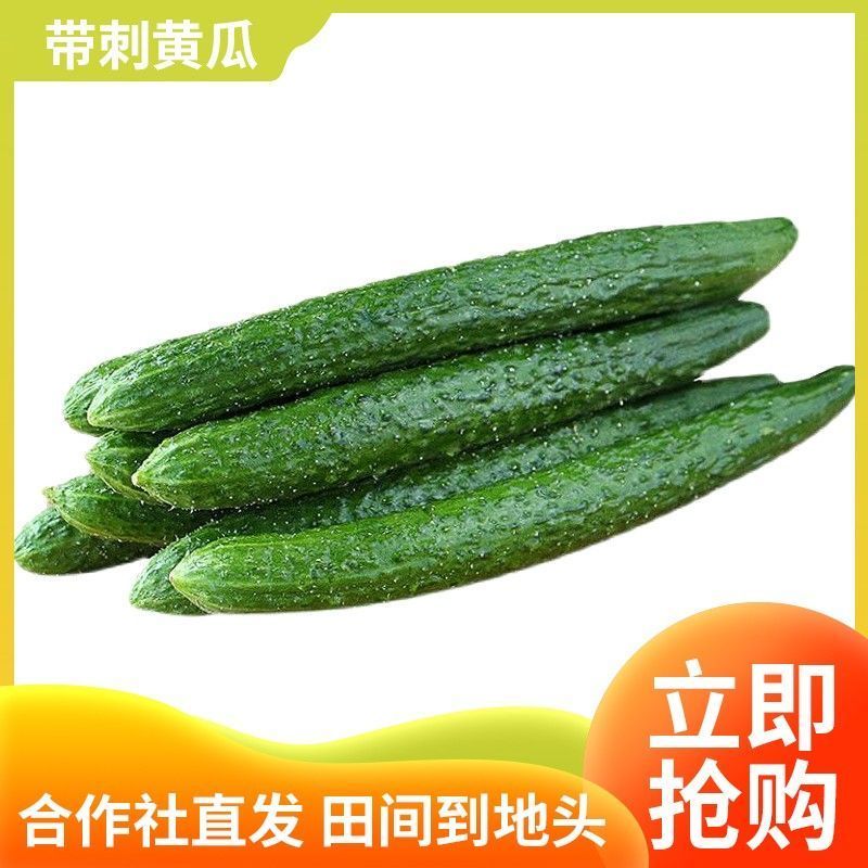 密刺黄瓜，顶花现货，当天采摘，当天发货