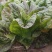 紫红脆嫩青菜种子芥菜耐热耐寒早熟夏秋蔬菜种子