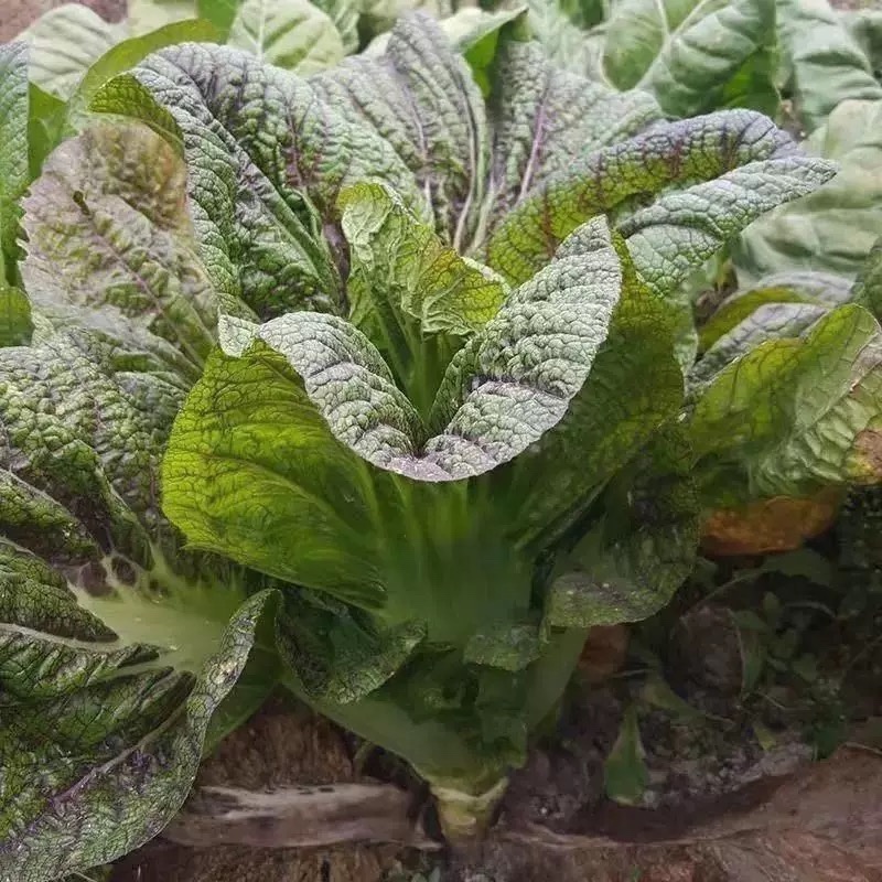 紫红脆嫩青菜种子芥菜耐热耐寒早熟夏秋蔬菜种子