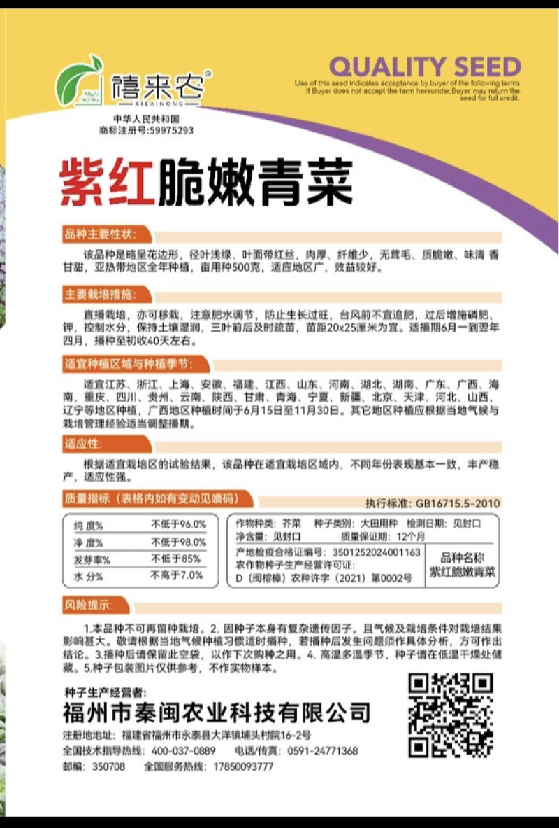 紫红脆嫩青菜种子芥菜耐热耐寒早熟夏秋蔬菜种子