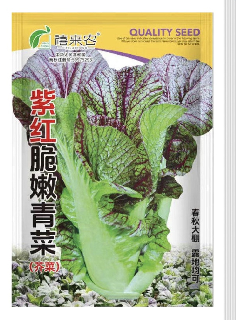 紫红脆嫩青菜种子芥菜耐热耐寒早熟夏秋蔬菜种子