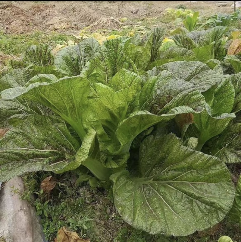 紫红脆嫩青菜种子芥菜耐热耐寒早熟夏秋蔬菜种子