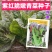 紫红脆嫩青菜种子芥菜耐热耐寒早熟夏秋蔬菜种子