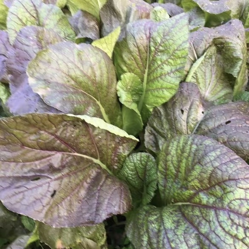紫红脆嫩青菜种子芥菜耐热耐寒早熟夏秋蔬菜种子