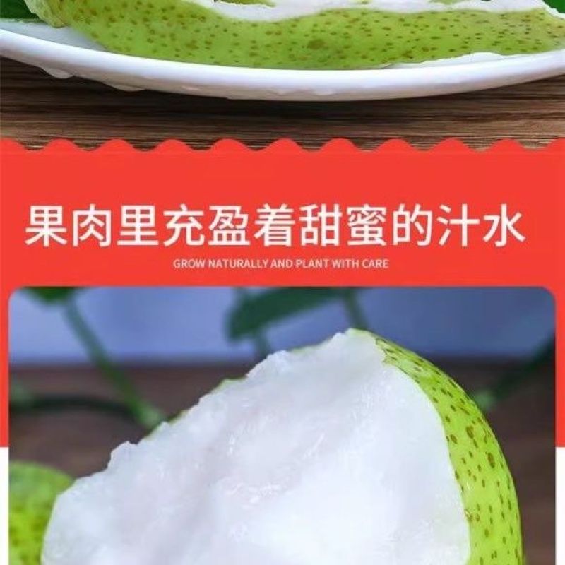 苏翠1号脆甜多汁梨中爱马仕