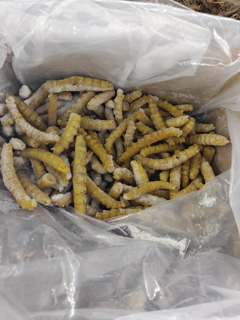 豆虫