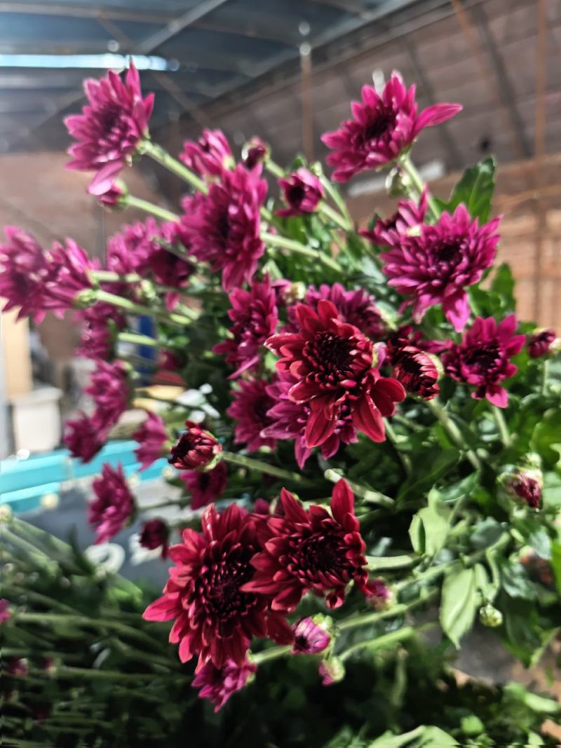 紫丹菊花鲜切花，品种齐全，价格便宜，可视频看货